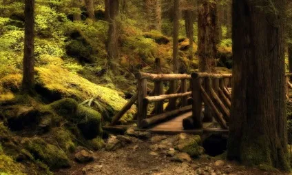 Як правильно фотографувати в лісі і отримати красиві фотографії лісу в різні пори року (фотографії) Як правильно фотографувати в лісі і отримати красиві фотографії лісу в різні пори року