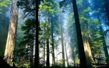 Як правильно фотографувати в лісі і отримати красиві фотографії лісу в різні пори року (різні) Як правильно фотографувати в лісі і отримати красиві фотографії лісу в різні пори року