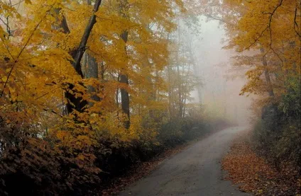 Як правильно фотографувати в лісі і отримати красиві фотографії лісу в різні пори року (різні) Як правильно фотографувати в лісі і отримати красиві фотографії лісу в різні пори року