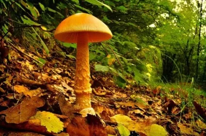 Як правильно фотографувати в лісі і отримати красиві фотографії лісу в різні пори року (лісі) Як правильно фотографувати в лісі і отримати красиві фотографії лісу в різні пори року