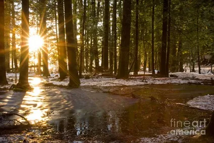 Як правильно фотографувати в лісі і отримати красиві фотографії лісу в різні пори року (отримати) Як правильно фотографувати в лісі і отримати красиві фотографії лісу в різні пори року