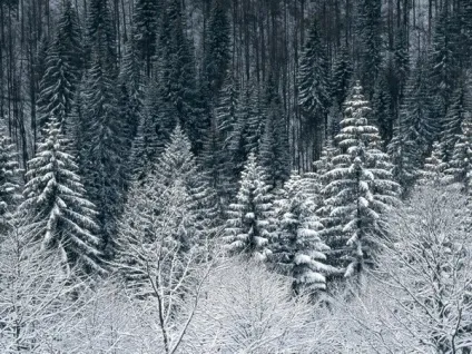 Як правильно фотографувати в лісі і отримати красиві фотографії лісу в різні пори року (отримати) Як правильно фотографувати в лісі і отримати красиві фотографії лісу в різні пори року
