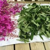 Як правильно заготовити іван чай на зиму (зиму) Як правильно заготовити іван чай на зиму
