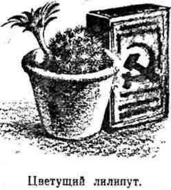 Як прищеплювати кактуси - студопедія (безкоштовно) Як прищеплювати кактуси - студопедія