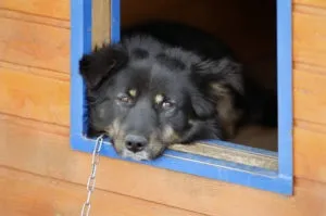 Як привчити собаку до будки корисні рекомендації (будці) Як привчити собаку до будки корисні рекомендації