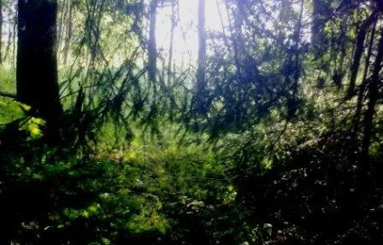 Як правильно орієнтуватися, заблукавши в лісі, активний туризм (як орієнтуватися в лісі) Як правильно орієнтуватися, заблукавши в лісі, активний туризм