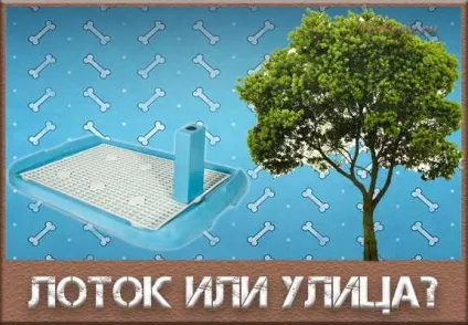 Як привчити йоркширського тер'єра до лотка або до вулиці (тер'єра) Як привчити йоркширського тер'єра до лотка або до вулиці