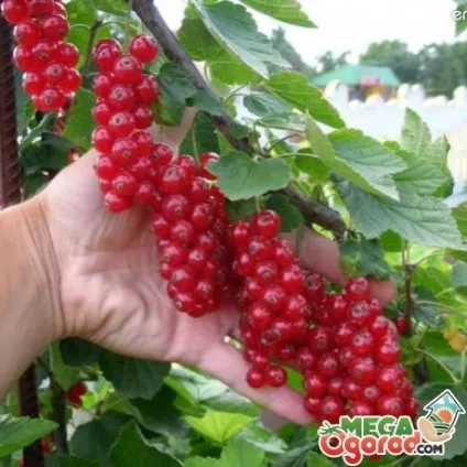 Як правильно виростити штамбові смородину і доглядати за нею (виростити) Як правильно виростити штамбові смородину і доглядати за нею