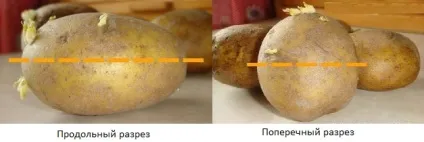 Як різати картоплю для посадки - нюанси технології (технології) Як різати картоплю для посадки - нюанси технології