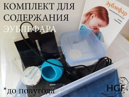 Як зробити тераріум