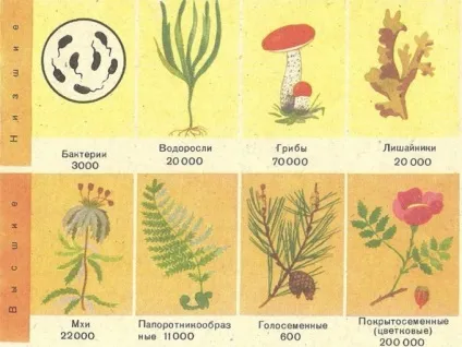 Як йшла еволюція рослин - еволюція тварин і рослин - природні науки (тварин) Як йшла еволюція рослин - еволюція тварин і рослин - природні науки