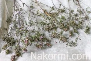 Як сушити чебрець в домашніх умовах рецепт з фото