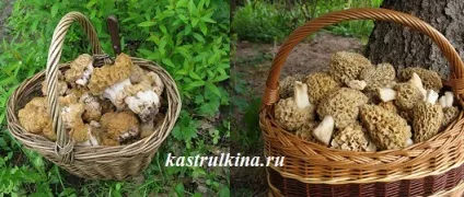 Як сушити гриби