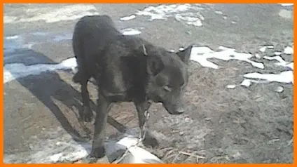 Як стати волонтером для собак