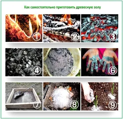 Як удобрювати золою кімнатні квіти для гарного росту і пишного цвітіння (квіти) Як удобрювати золою кімнатні квіти для гарного росту і пишного цвітіння