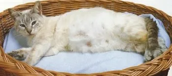 Як доглядати за кішкою з кошенятами - ми знаємо, як! (Кошенятами) Як доглядати за кішкою з кошенятами - ми знаємо, як!