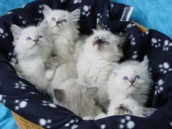 Як доглядати за кішкою з кошенятами - ми знаємо, як! (Кошенятами) Як доглядати за кішкою з кошенятами - ми знаємо, як!