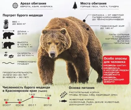 Як вести себе при зустрічі з ведмедем, портал полярного Уралу (ведмедем) Як вести себе при зустрічі з ведмедем, портал полярного Уралу