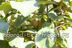 Як виростити ківі з насіння в домашніх умовах, фото (умовах) Як виростити ківі з насіння в домашніх умовах, фото