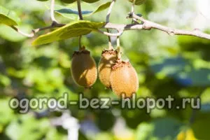 Як виростити ківі з насіння в домашніх умовах, фото (з насіння) Як виростити ківі з насіння в домашніх умовах, фото