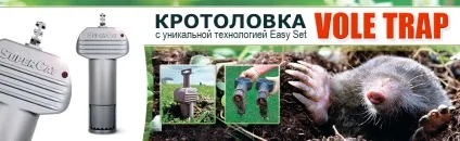 Як обробляти лук-вибірок