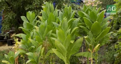 Як виростити тютюн для куріння, махорку (виростити) Як виростити тютюн для куріння, махорку