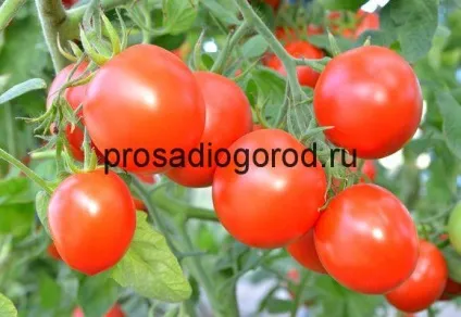 Як виростити хороший урожай помідорів в теплиці і відкритому грунті, відео та фото (теплиці) Як виростити хороший урожай помідорів в теплиці і відкритому грунті, відео та фото