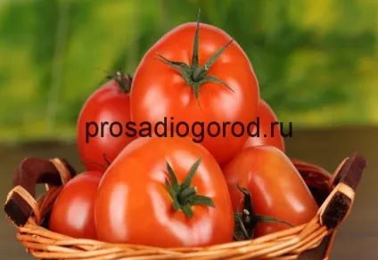 Як виростити хороший урожай помідорів в теплиці і відкритому грунті, відео та фото (хороший) Як виростити хороший урожай помідорів в теплиці і відкритому грунті, відео та фото