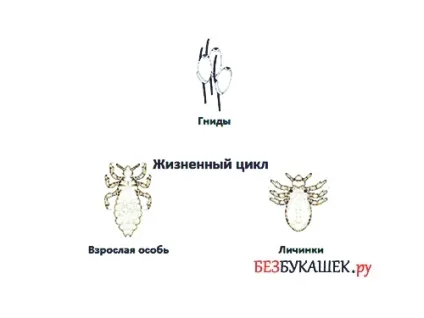 Як виглядають і чим харчуються білизняні воші від чого ж вони з'являються (виглядають харчування Білизна воша поява) Як виглядають і чим харчуються білизняні воші від чого ж вони з'являються