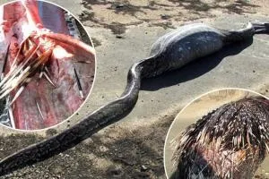 Як закінчувати в'язання гачком унікальні вироби за допомогою простих навичок, як закінчити в'язання (в'язання) Як закінчувати в'язання гачком унікальні вироби за допомогою простих навичок, як закінчити в'язання