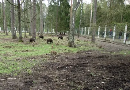 Кам'янець і Біловезька пуща, фото і пам'ятки, фотозвіт і путівник Свірських (пам'ятки) Кам'янець і Біловезька пуща, фото і пам'ятки, фотозвіт і путівник Свірських