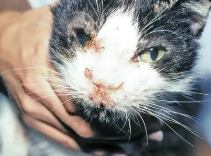 Кандидоз собак і кішок, ветеринарний лікар (кандидоз собак кішок) Кандидоз собак і кішок, ветеринарний лікар