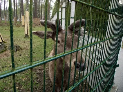 Кам'янець і Біловезька пуща, фото і пам'ятки, фотозвіт і путівник Свірських (пам'ятки) Кам'янець і Біловезька пуща, фото і пам'ятки, фотозвіт і путівник Свірських