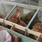 Конярство вУкаіни особливості та основні види - cельхозпортал (табунного конярства) Конярство вУкаіни особливості та основні види - cельхозпортал