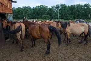 Конярство вУкаіни особливості та основні види - cельхозпортал (особливості) Конярство вУкаіни особливості та основні види - cельхозпортал