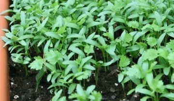 Коріандр - поради по вирощуванню від досвідчених городників (коріандр) Коріандр - поради по вирощуванню від досвідчених городників