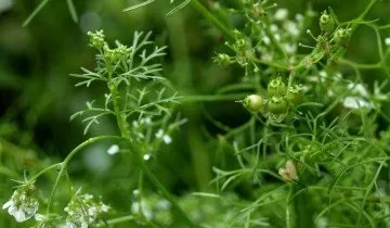 Коріандр - поради по вирощуванню від досвідчених городників (коріандр) Коріандр - поради по вирощуванню від досвідчених городників