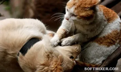 Котячий масаж чому вони роблять це (роблять) Котячий масаж чому вони роблять це
