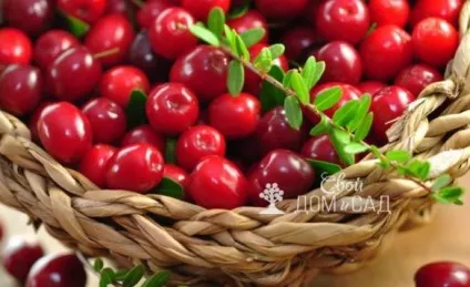 Журавлина - лісові ягоди на садовій ділянці (журавлина) Журавлина - лісові ягоди на садовій ділянці
