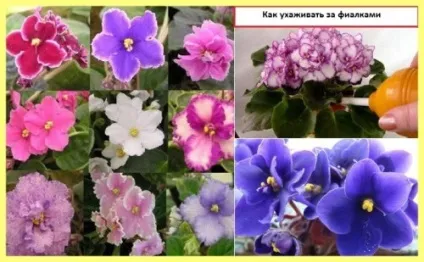 Кімнатні фіалки догляд і вирощування докладний опис, господар дачі