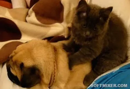 Котячий масаж чому вони роблять це (роблять) Котячий масаж чому вони роблять це