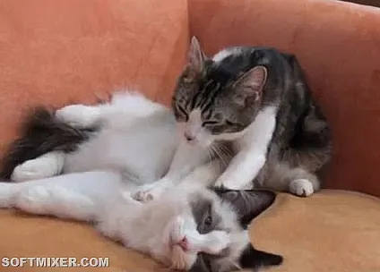 Котячий масаж чому вони роблять це (котячий) Котячий масаж чому вони роблять це