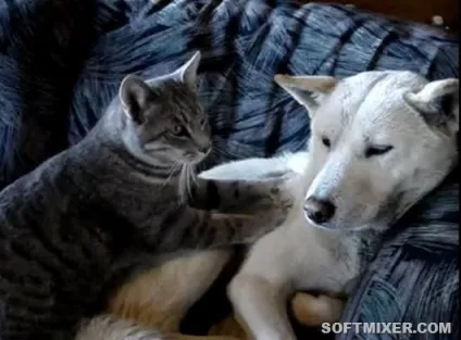Котячий масаж чому вони роблять це (чому) Котячий масаж чому вони роблять це