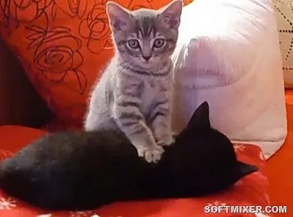 Котячий масаж чому вони роблять це (масаж) Котячий масаж чому вони роблять це