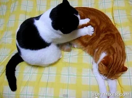 Котячий масаж чому вони роблять це (масаж) Котячий масаж чому вони роблять це