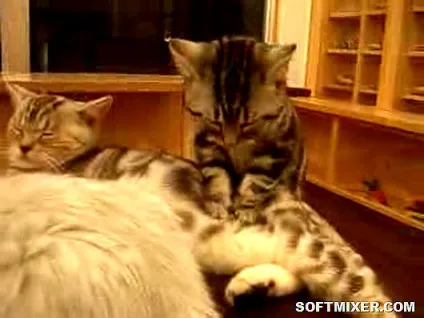 Котячий масаж чому вони роблять це (чому) Котячий масаж чому вони роблять це