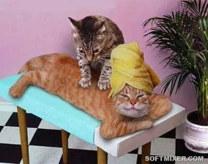 Котячий масаж чому вони роблять це (чому) Котячий масаж чому вони роблять це