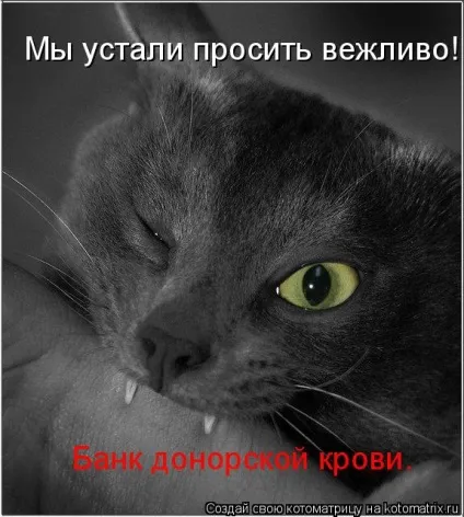 кішки жахливі