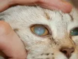 Катаракта у кішок симптоми і лікування захворювання (фото) (симптоми) Катаракта у кішок симптоми і лікування захворювання (фото)