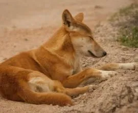 Катаракта у кішок, котів і собак лікування і симптоми, фото (котів) Катаракта у кішок, котів і собак лікування і симптоми, фото
